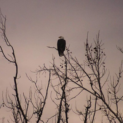 Bald eagle at Hells Gate State Park...  2020...