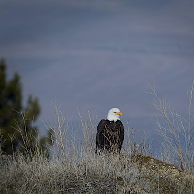 I was surprised to see an Eagle so close to town.  Taken Lewiston, Idaho.  Gail Craig