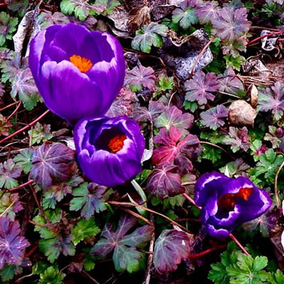 Crocus are ready for the springlike weather! Photo taken on 3/9/22.