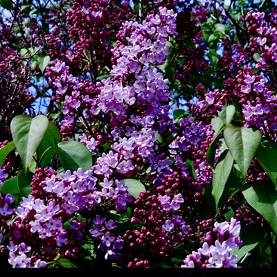 Our lilac bush is in full bloom, and the scent is magnificent! Picture taken in Lewiston on 4/22/22.