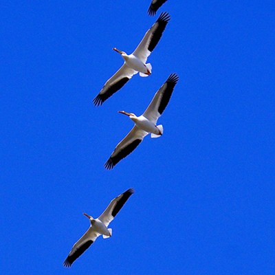 Had a squadron of pelicans fly over the house. Picture taken 4/29/22.