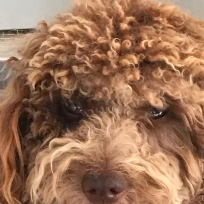 My 7 year old, 27 lb Labradoodle. Should have been named Zooey.