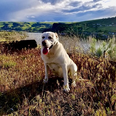 Our lovely Lola has crossed the rainbow bridge, and is now frolicking pain free, chasing sticks, swimming in the river and rolling in the grass. She was a frequent visitor to the Inland 360, and the LMT. We miss her terribly, but she brought joy to all who knew her!