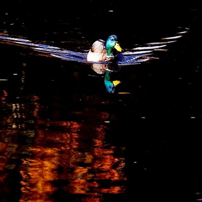 I loved the wake and reflection of the fall colors as this mallard left swimming in the Lewiston levy pond.