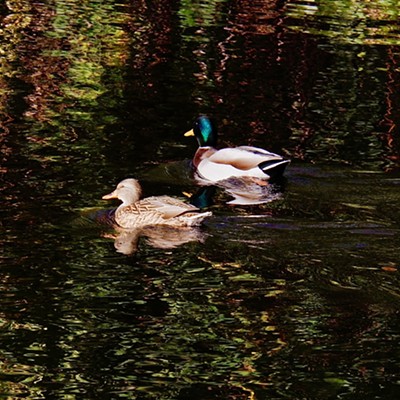The reflections in the water, with the pair of mallards floating across the pond would make a perfect puzzle!