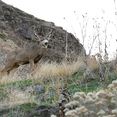 Coming back from the Grande Ronde, I saw this buck on the hillside close to the road.
I believe he saw me first and was already watching me.
   Jerry Cunnington  11/24/21