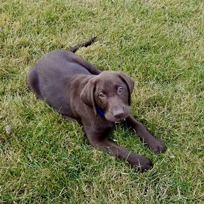 Meet Schatzi - our chocolate lab puppy! She is a bundle of love and energy wrapped in fur!