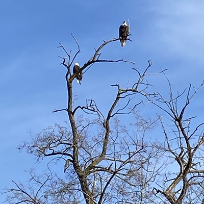 We were walking on the bike path and saw these eagles up in the tree at Beachview.  Jan 2023