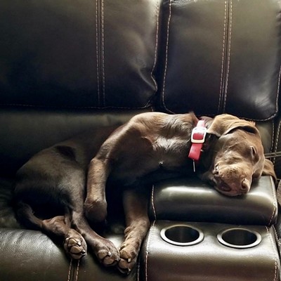 Schatzi, our 4 month lab, denies all accusations of couch sleeping!