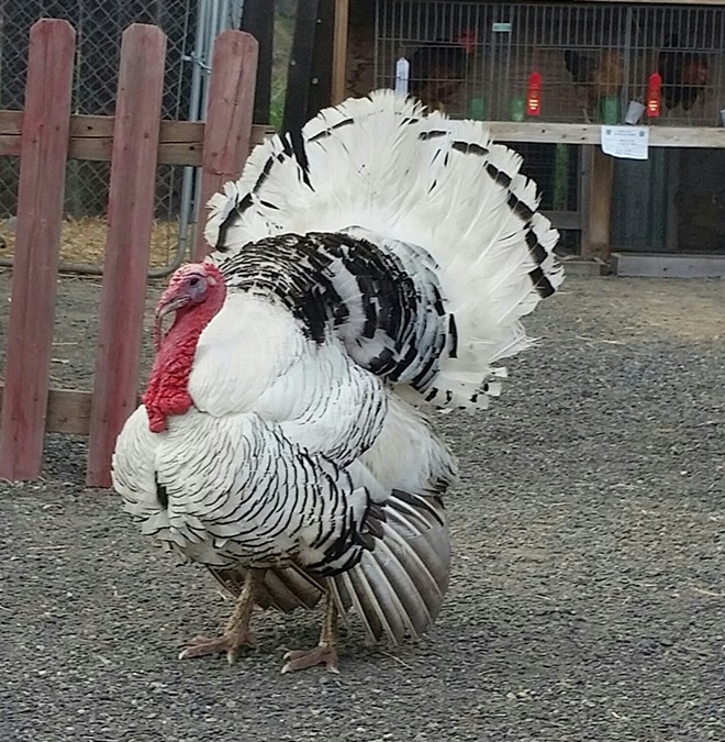 Turkey at Asotin County Fair