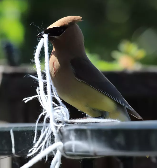 Cedar Waxwing
