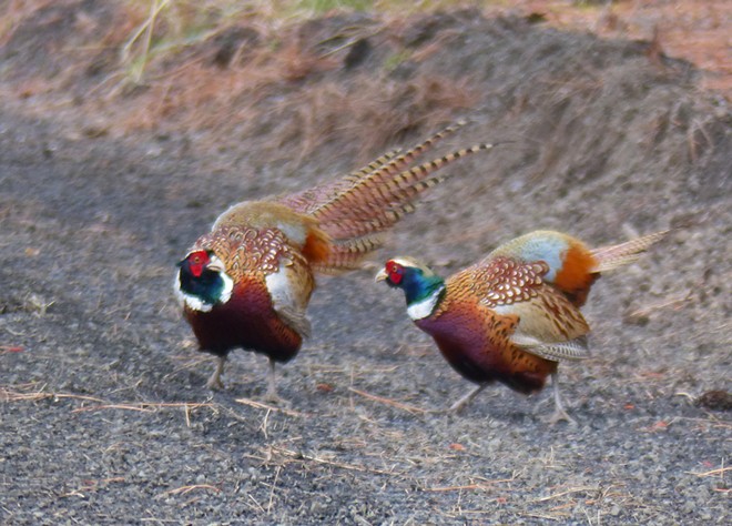 Fighting pheasants