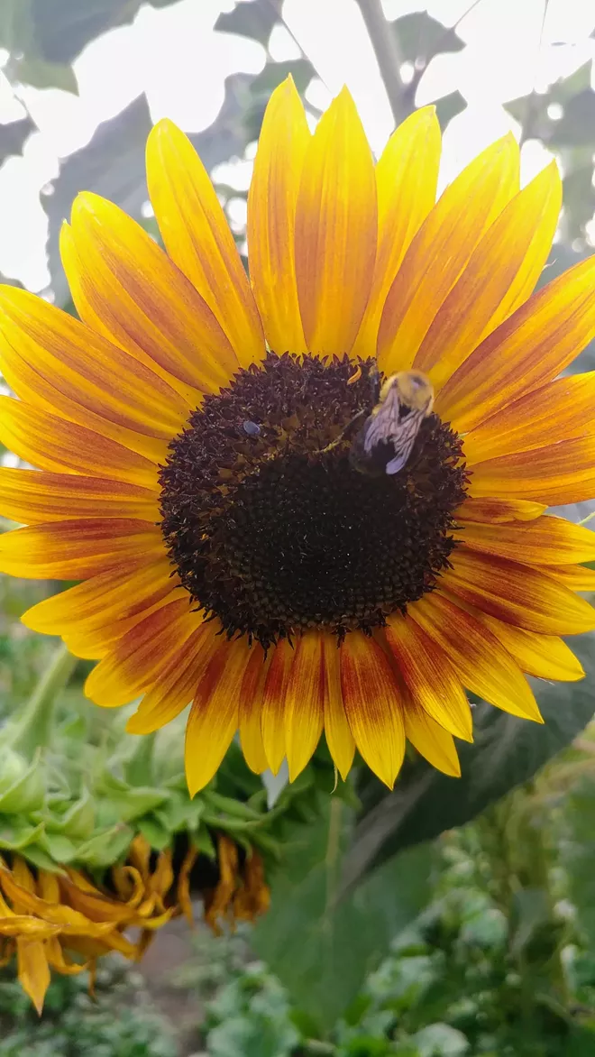 Busy Bee