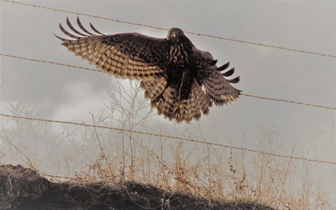 Hawk Incoming