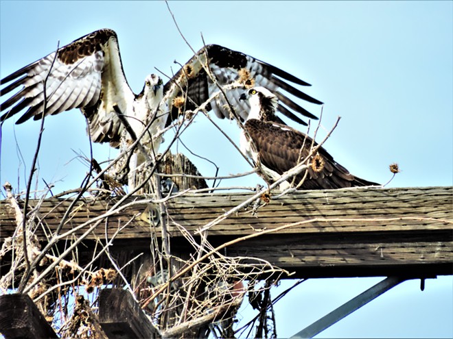 Ospreys making a nest.