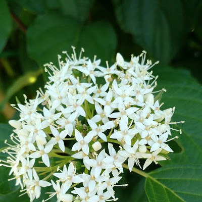 A beautiful tree in the Orchards. Could be a bush if trimmed. Taken July 13, 2016, by Barbara Saur in the backyard on Burrell Avenue. Thought Mary Hayward would like to know what it is.&nbsp;This is a "Unique Dogwood Tree." Love all of the photos you put in the paper, thank you so much.