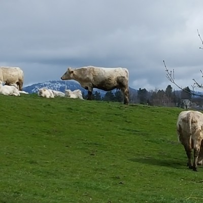 University of Idaho College of Agricultural and Life Sciences purebred Charolais cows and their calves. Taken March 23, 2016, with snow on Moscow Mountain in the background.