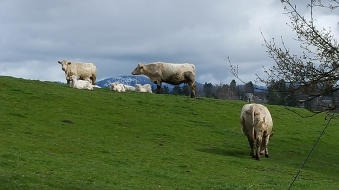University of Idaho Mamma Cows and Calves