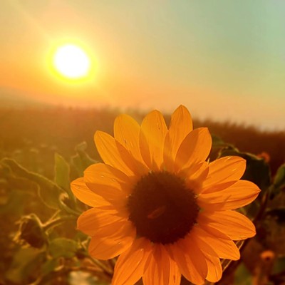 July 2023
Waha
Dusk set a warm setting for this sunflower to catch my eye on the drive home from Waha!