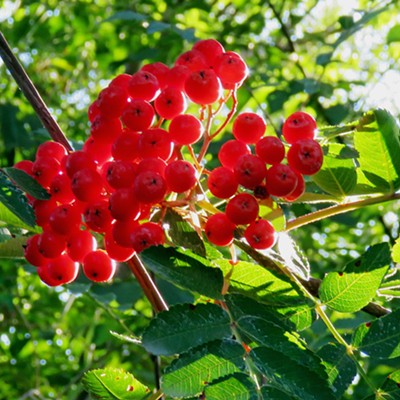 The bright red fruit of this western mountain ash announce the coming of fall and will soon be fed on by migratory birds. The shrub occurs widely in forests of the mountainous west, including Moscow Mountain where I found this one recently.