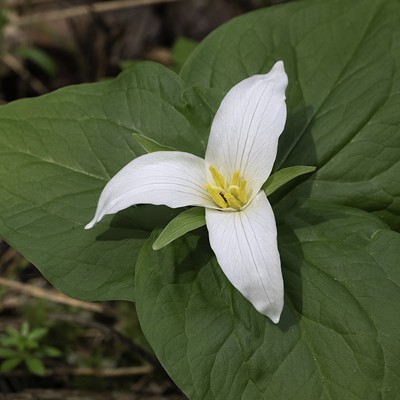 This image of a Western Trillium was captured at Idler's Rest Nature Preserve on April 15th, 2024. I love the beauty of the Trillium with 3 leaves, 3 sepals, and 3 petals and always look forward to seeing them bloom. There are many wildflowers in bloom at Idler's Rest and on the Penstemon Path which starts at Idler's Rest goes up Moscow Mountain.