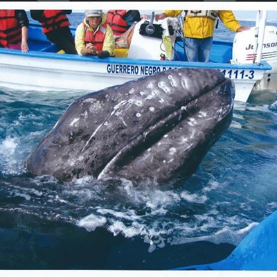 Whale watching at Guerrero Negro, Baja, Mexico, the second week of March, 2016. This is a gray whale. There were 2,000 mamma and baby whales in the lagoon that week.
