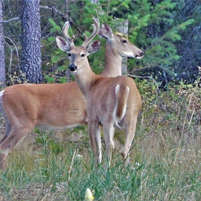 These whitetail deer were browsing along a edge of a field at Priest River, Idaho on July 30, 2021 when I caught their attention.