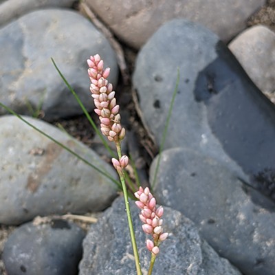 August 26, 2021
Asotin, WA
Judy Broumley

A sweet surprise of delicate beauty growing among the river rocks.