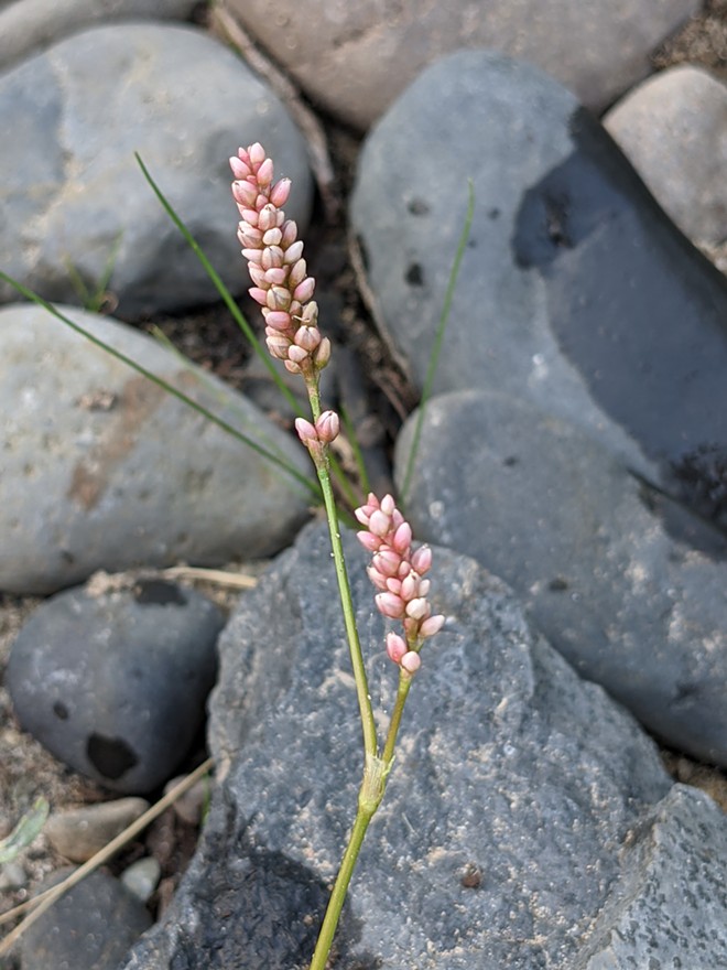 Wildflower and Rocks