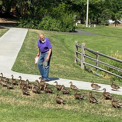 Wiley and his ducks at Sunnyside Park - July 2023