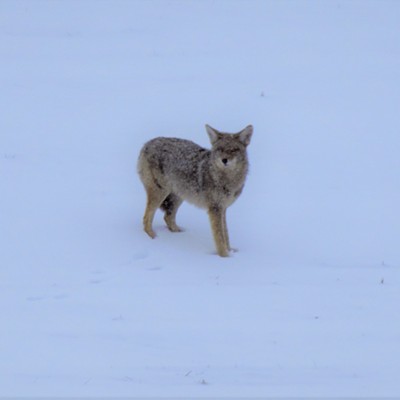 A coyote was running across a snow covered field until he saw us. Photo taken Feb. 10 just North of Moscow, Idaho. Photo taken by Richard Hayward II