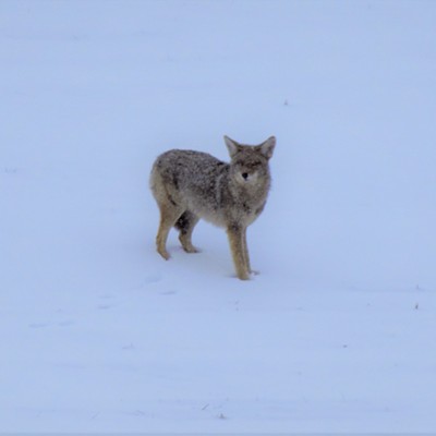 Wiley Coyote