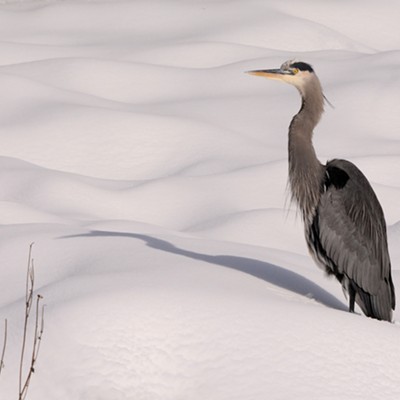 Long legs and big feet are how this heron copes with the deep snow. Photographed near the Grande Ronde River in Asotin County by Stan Gibbons of Lewiston on 12-29-16.