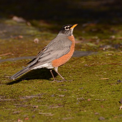 Mrs. Robin pauses on the mossy path at the Lewiston Wildlife Habitat Area. Photographed in the middle of winter on Feb. 3, 2016,&nbsp;by Stan Gibbons.