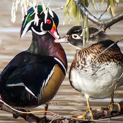 I saw these wood ducks at West Levee Pond in Lewiston, ID on November 4, 2019. Taken by Ken Bonner of Lewiston.