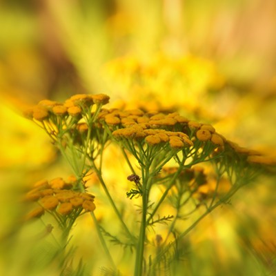 Yellow Yarrow in the morning light in Hope, Idaho. Taken by&nbsp;Gail Craig on July 15, 2015.