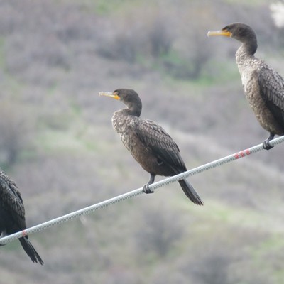 The first in a trio of cormorants casts a wary glance toward Le Ann Wilson of Orofino.  The photo was taken a few miles east of Lewiston on March 30.
