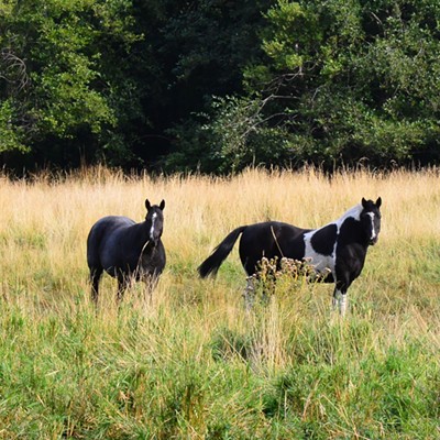These two horses were in the trees behind them and came to check me out.
They were part of five others there.    Jerry Cunnington  9/15/22.