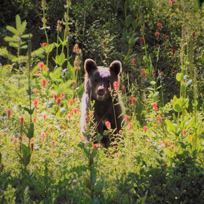 This young black bear was spotted in mountain wild flowers and high elevation not far from Anatone. Mary Hayward of Clarkston captured this shot July 15, 2020.