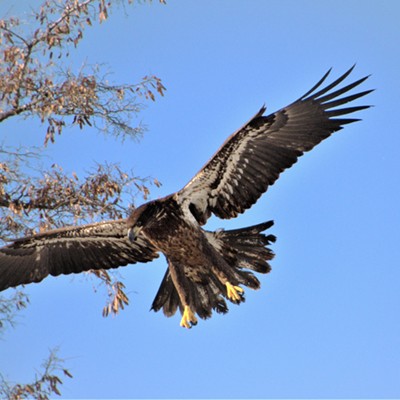 This young eagle was seen in Lewiston near the confluence January 9, 2022.