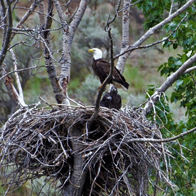 Two young eagles in the nest with momma not far from Clarkston. Taken May, 21, 2021.