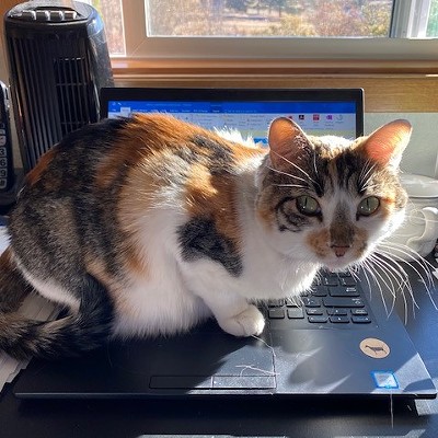 My kitty, Tinsel, making sure her hoooman takes a break from Zoom meetings alll day.
    Taken 11/2/2020 in my home office. Photographer: self. Tinsel is almost 3 years old.
