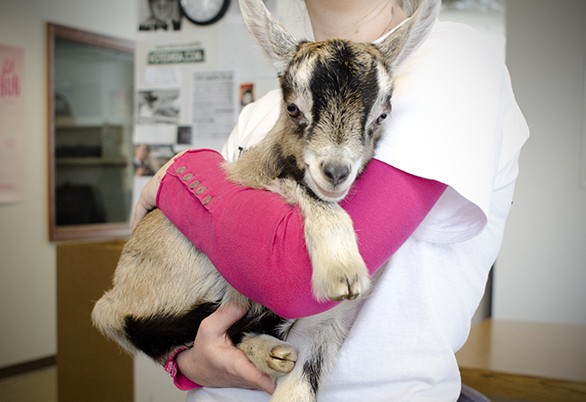 A baby goat at Inlander HQ