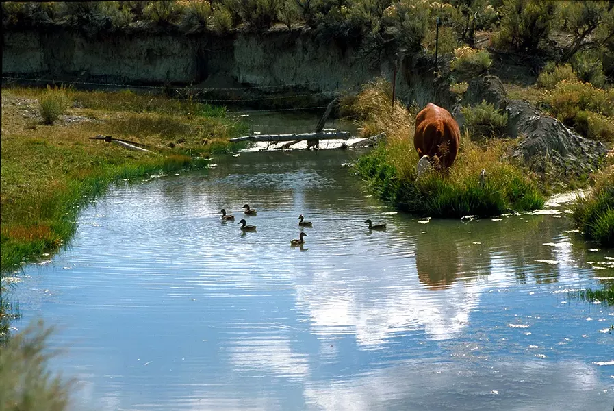A cow grazes in the Coal Mine Canyon area of Nevada. - BUREAU OF LAND MANAGEMENT