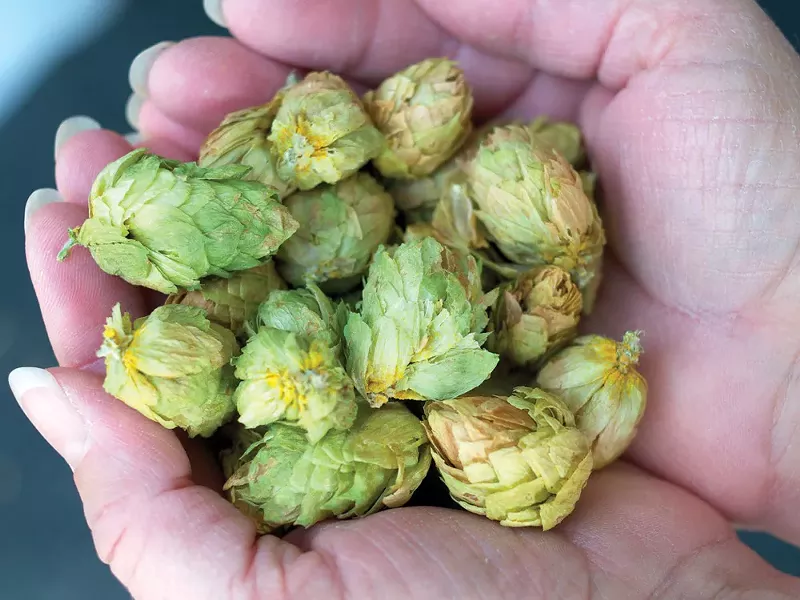 A handful of Idaho hops - GUY HAND