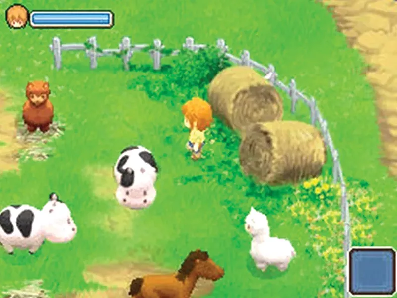 Alpacas and horses and cows - oh my.