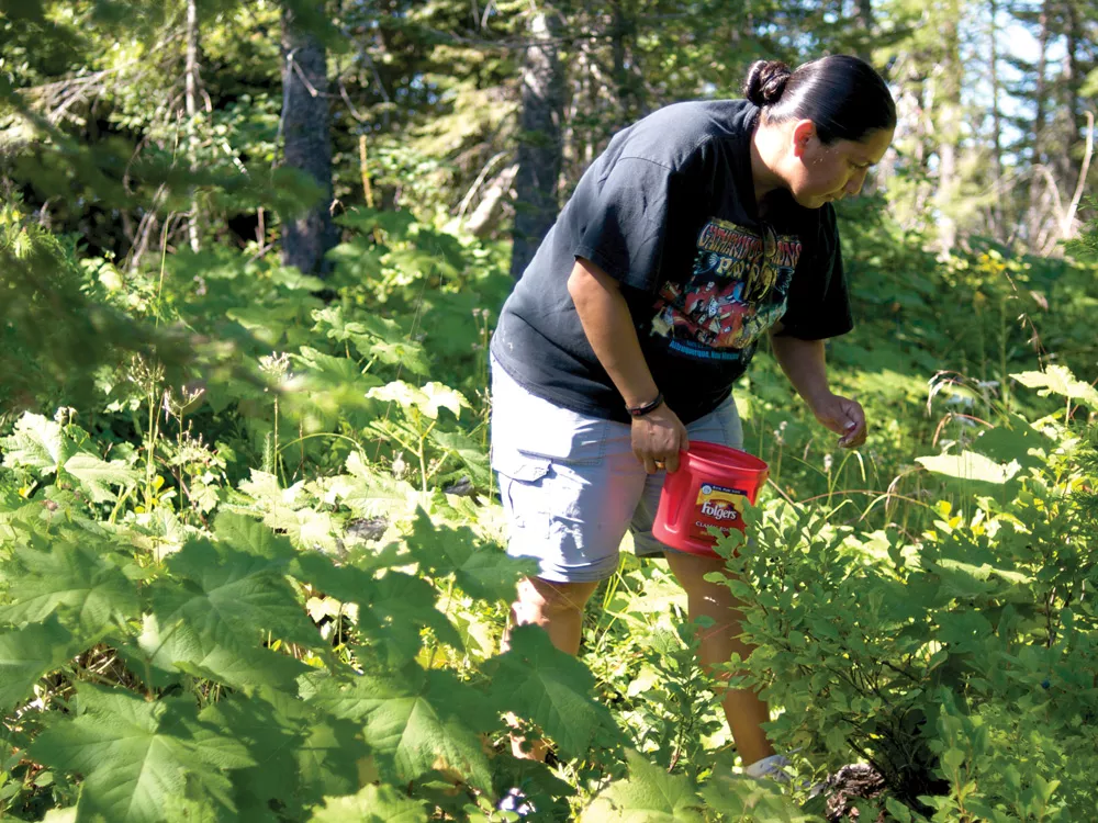 Bobbie White, a member of the One Sky/One Earth Food Coalition, picks huckleberries outside Plummer. - GUY HAND