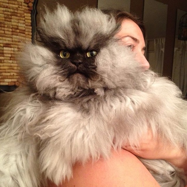 CAT FRIDAY A tribute to Colonel Meow  Bloglander