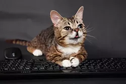 How To Date A Cat Owner Buzzfeed Youtube How To Date A Cat Owner Buzzfeed Youtube