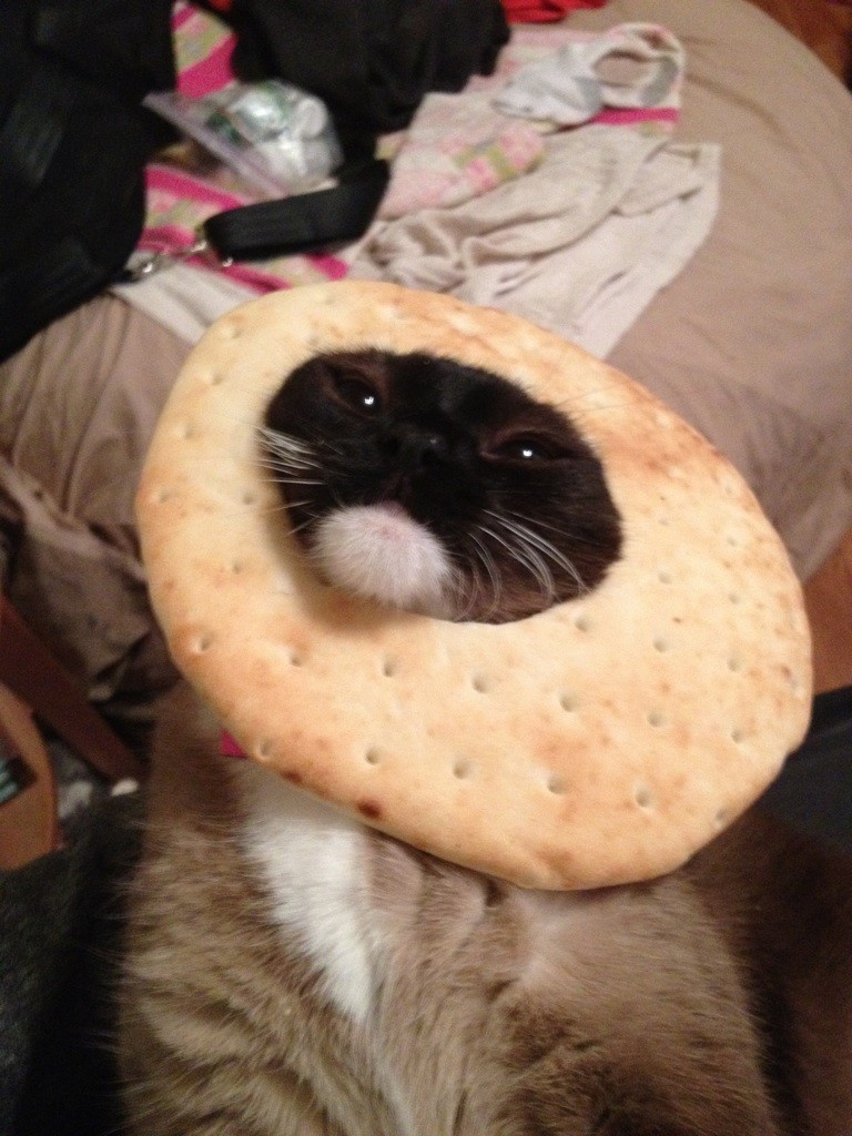 Можно котам хлеб. Кот хлеб. Кот булка. Котенок булочка. Котик в хлебе.